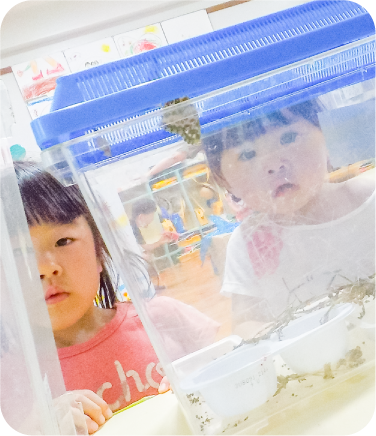 ツマグロヒョウモンチョウの飼